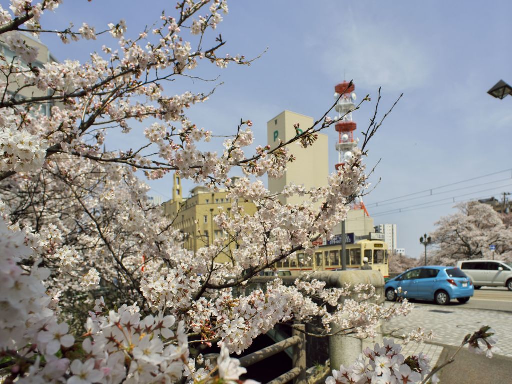 路傍の花たち2016：松川桜橋南詰a