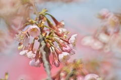 桜archives2012：新種の桜七分咲き