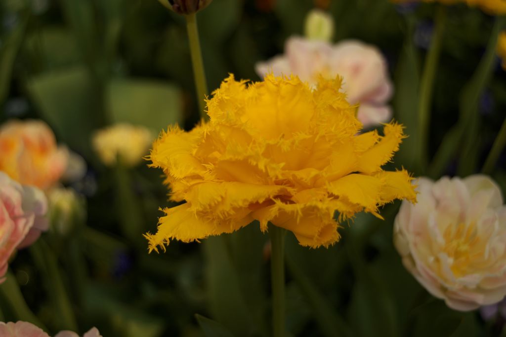 Tulipfair2016：黄色のフリンジ