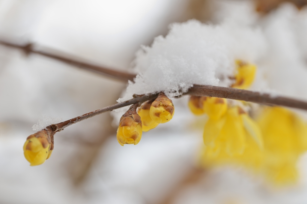 雪と蝋梅2015f：黄色い繭玉