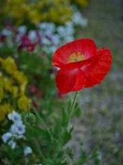 路傍の花たち2017：真っ赤な雛罌粟