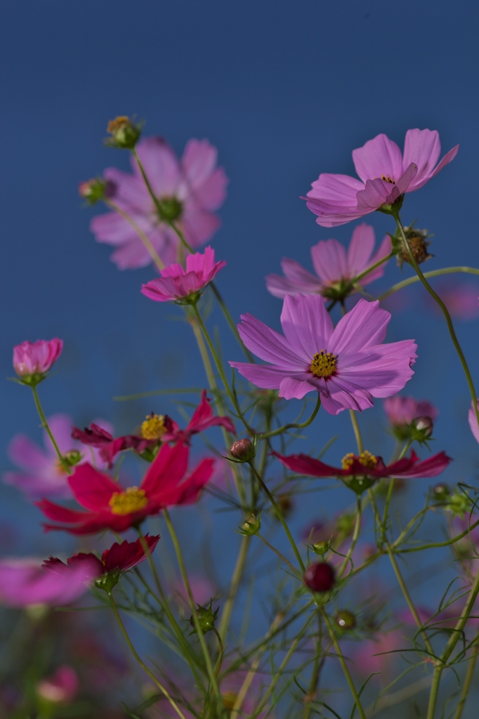 路傍の花たち2015：風と秋桜c