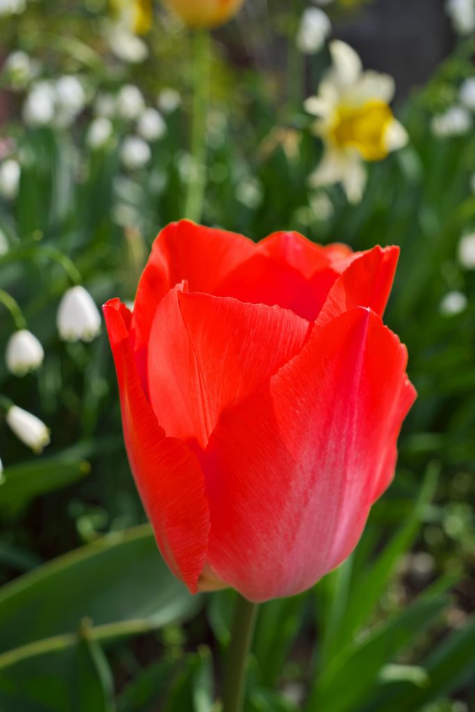 路傍の花たち2016：チューリップ・スノーフレーク