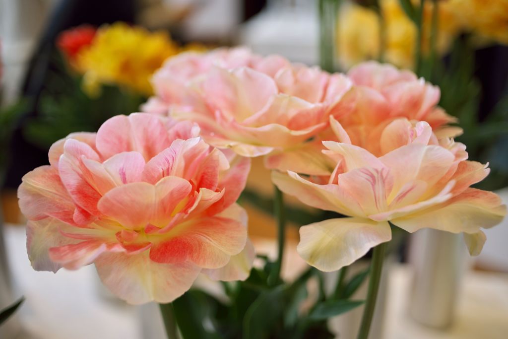 Tulipfair2016：薄紅の八重