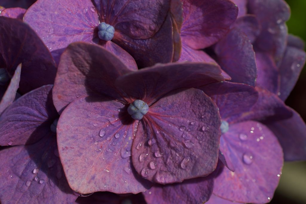 路傍の花たち2016：雨がやんだら