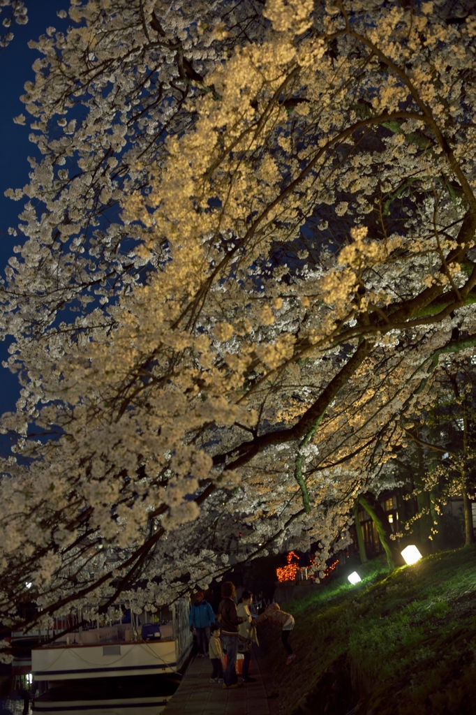 桜めぐり2015：松川夜桜c