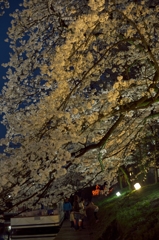 桜めぐり2015：松川夜桜c
