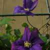 路傍の花たち2017：朝のクレマチス