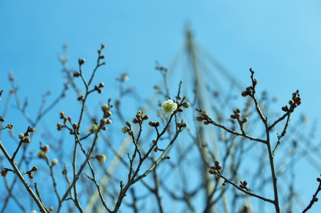 古城公園梅林2015：冬至梅開花