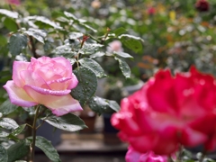 路傍の花たち2015：Dews on Roses 