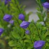 路傍の花たち2016：手を合わせてつぼみの形