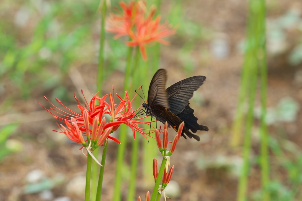 路傍の花たち2015：緋色と黒b