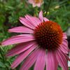 路傍の花たち2016：紫馬簾菊
