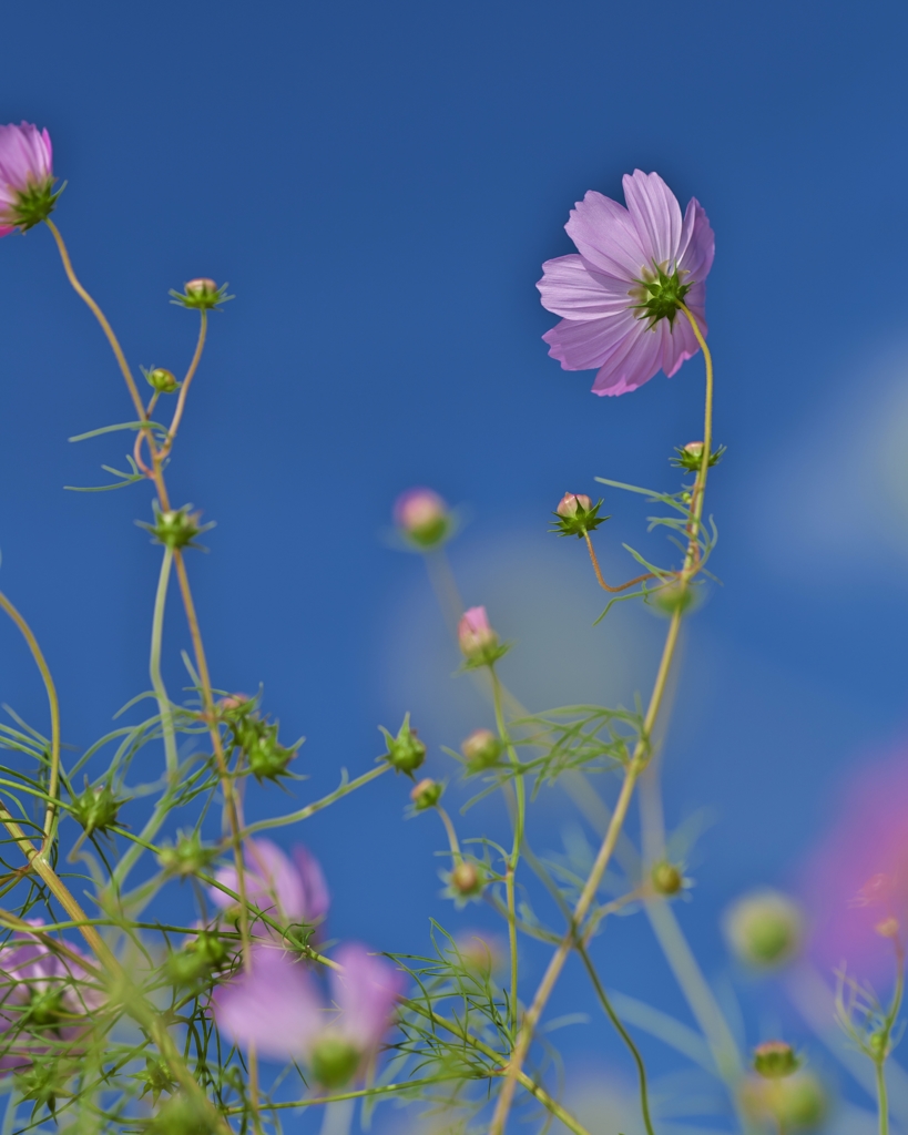 路傍の花たち2015：秋桜_風に揺れてa