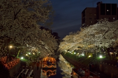 桜めぐり2015：夜桜花見舟c