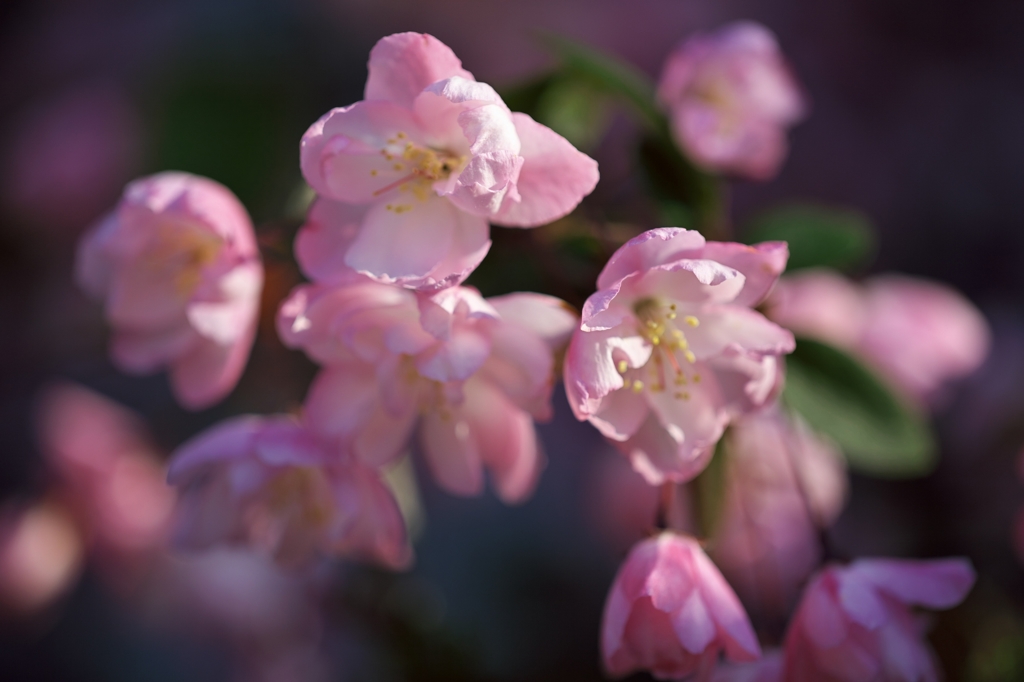 路傍の花たち2015：花海棠慎ましく