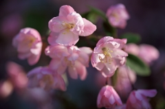 路傍の花たち2015：花海棠慎ましく