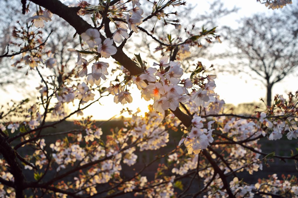 路傍の花たち2016：夕映え磯部堤