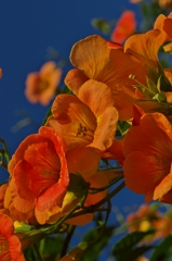 路傍の花たち2015：蒼穹のオレンジシャーベット