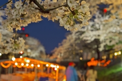 桜めぐり2015：夜桜花見舟a