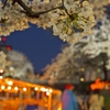 桜めぐり2015：夜桜花見舟a