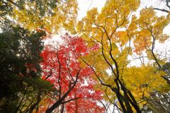 唐紅の綾錦2016：深山の紅と黄