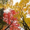 唐紅の綾錦2016：深山の紅と黄