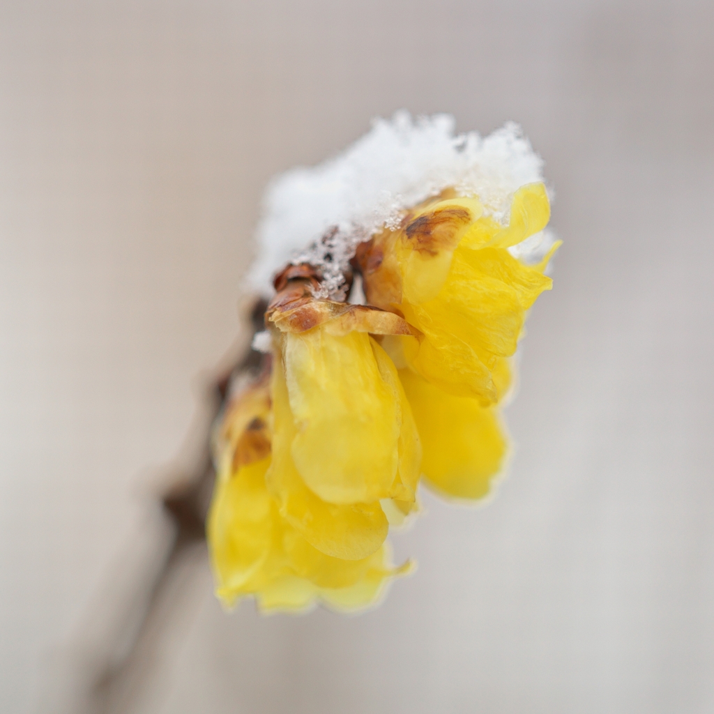 雪の満月蝋梅