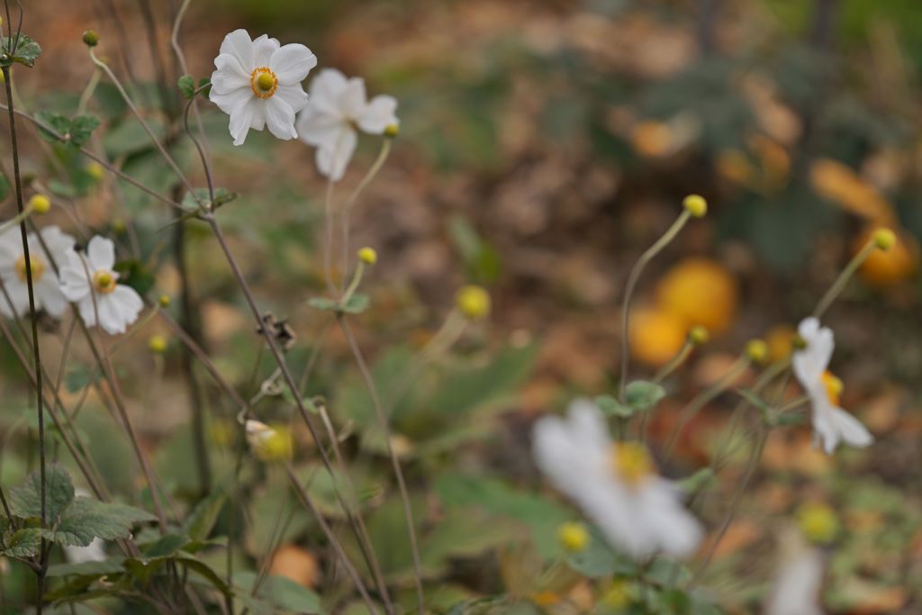 路傍の花たち2016：秋明菊と花梨