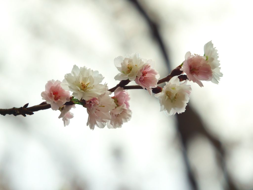 路傍の花たち2016：晩秋に咲く