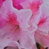 路傍の花たち2017：雨露びっしり