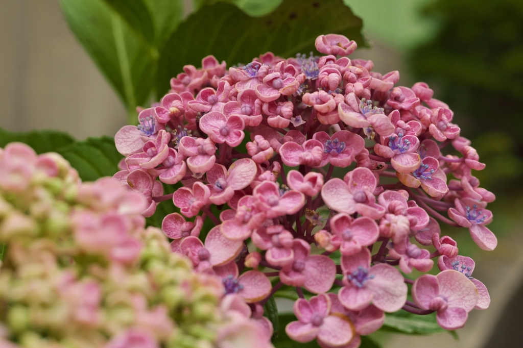 路傍の花たち2015：お多福紫陽花