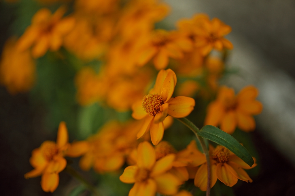 路傍の花たち2015：橙の花