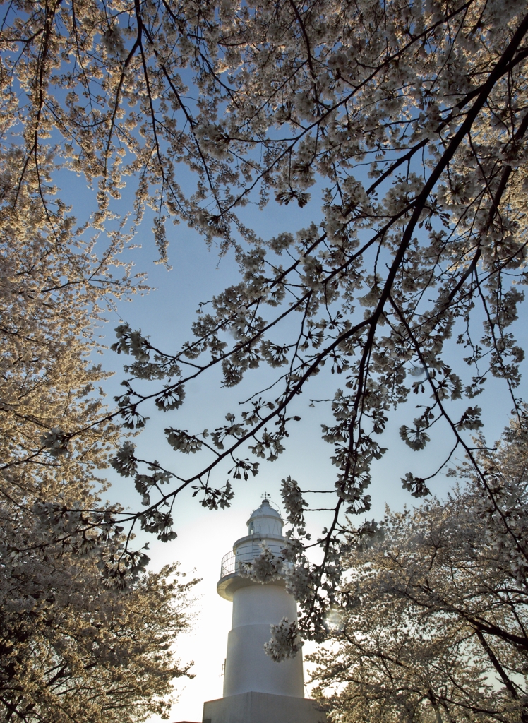 桜の灯台１