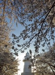 桜の灯台１
