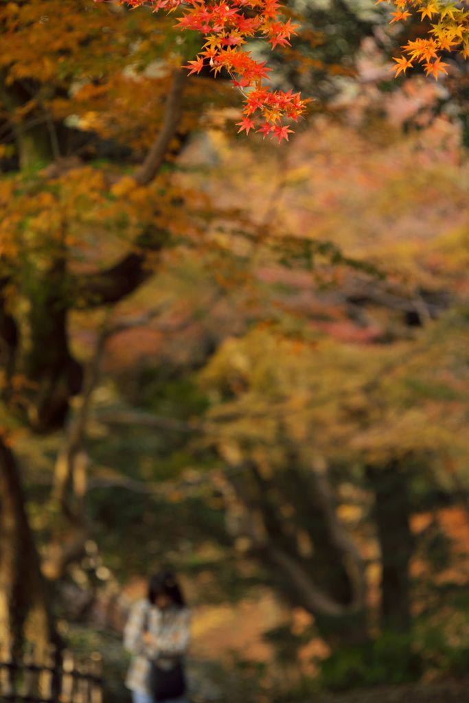 唐紅の綾錦2016：小竹藪から