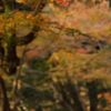 唐紅の綾錦2016：小竹藪から