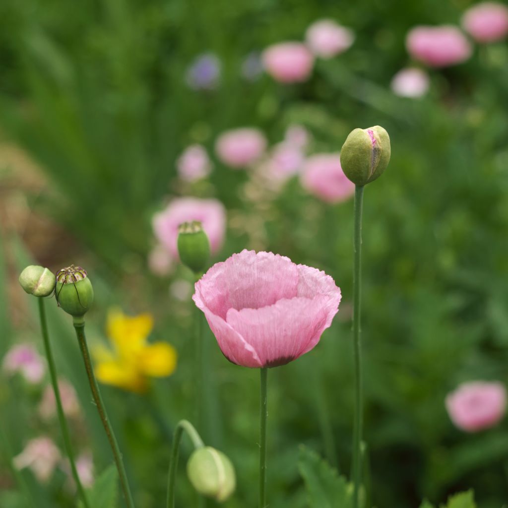 路傍の花たち2016：雛罌粟たち