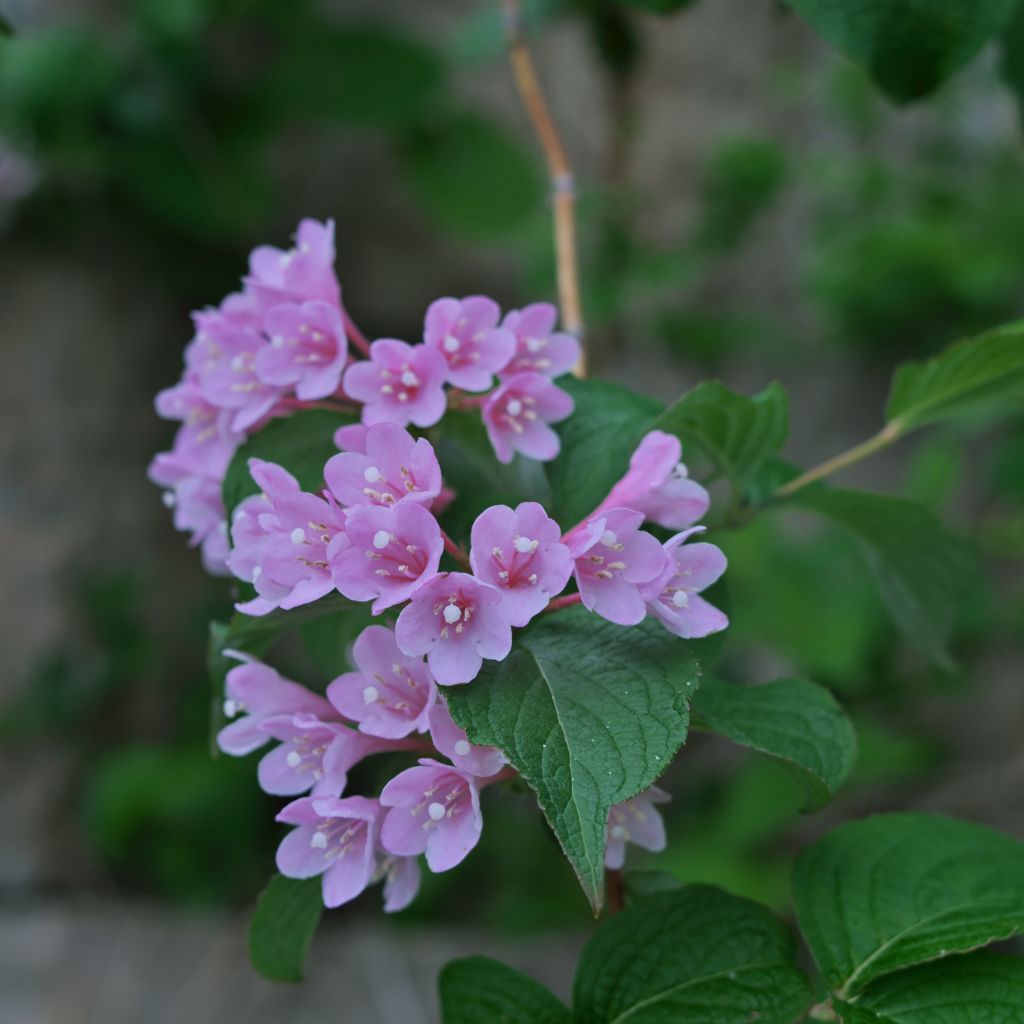 路傍の花たち2016：渋渓の谷空木