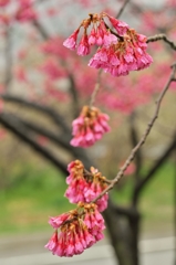 花冷えの雨2015：寒緋桜をちこち