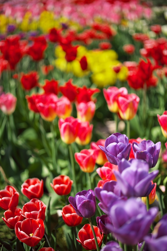 TulipFair2015：紫の・・・