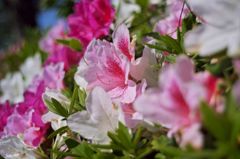 路傍の花たち2016：初夏の色