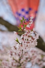 桜めぐり2015：桜馬場越の彼岸