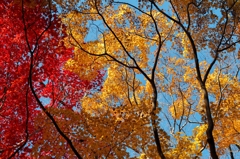 唐紅の綾錦2014e：射水神社裏