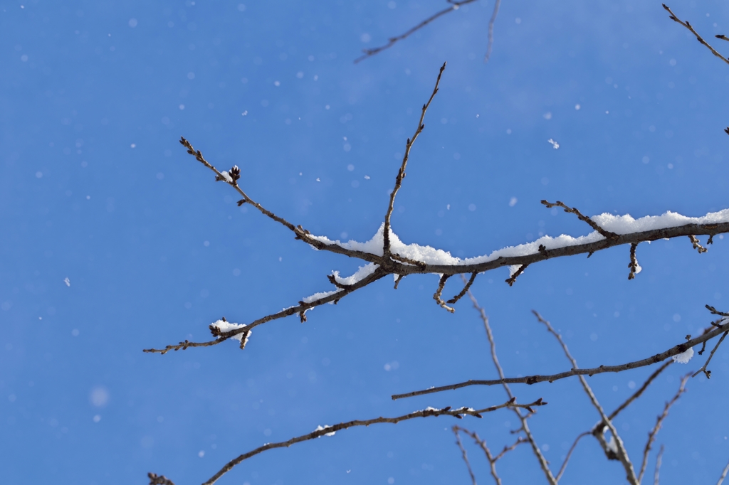 晴れ間の雪