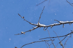 晴れ間の雪
