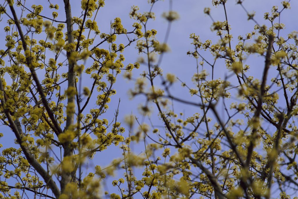 路傍の花たち2016：庭の山茱萸