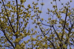 路傍の花たち2016：庭の山茱萸