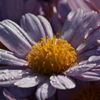 路傍の花たち2016：霜月の菊d