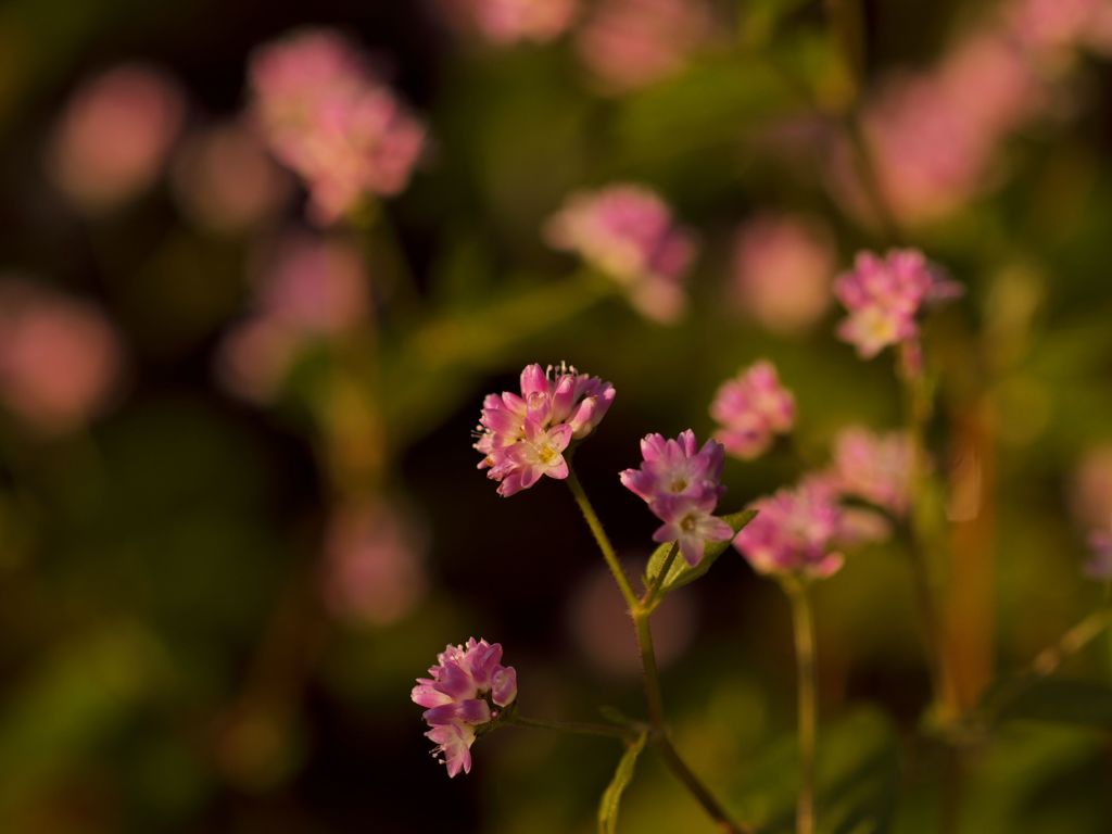 路傍の花たち2016：朝陽に浮かぶ星たち